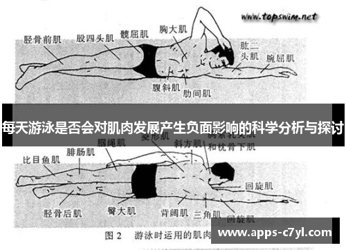 每天游泳是否会对肌肉发展产生负面影响的科学分析与探讨